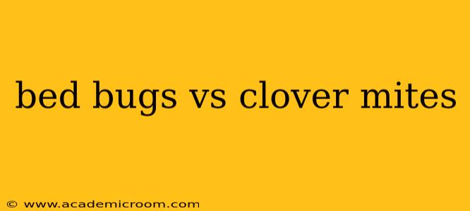 bed bugs vs clover mites