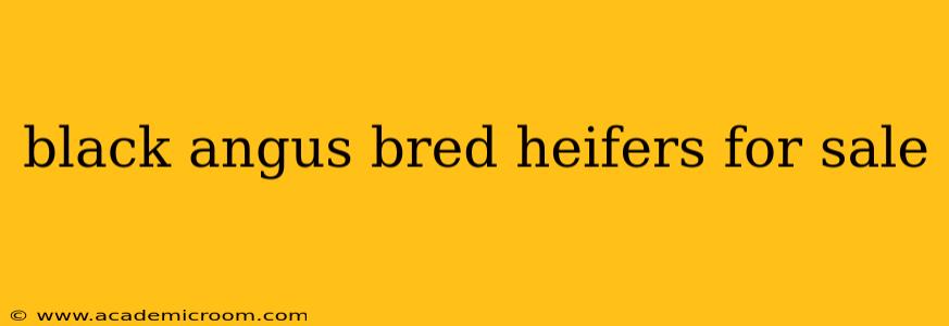 black angus bred heifers for sale