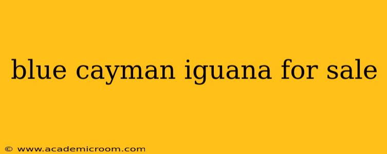 blue cayman iguana for sale