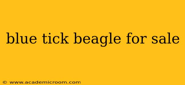 blue tick beagle for sale