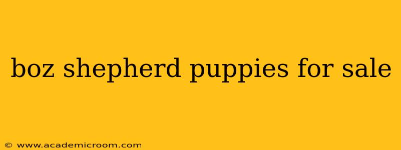 boz shepherd puppies for sale