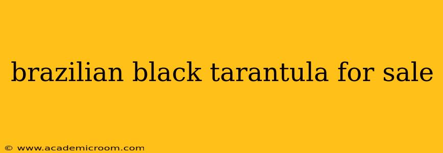 brazilian black tarantula for sale