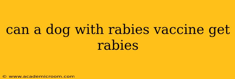can a dog with rabies vaccine get rabies