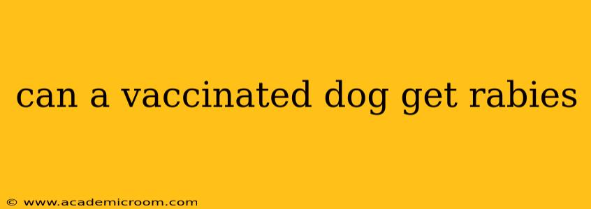 can a vaccinated dog get rabies