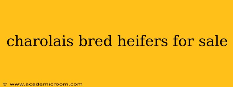 charolais bred heifers for sale