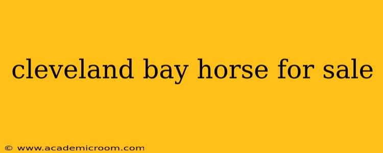 cleveland bay horse for sale