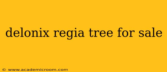 delonix regia tree for sale