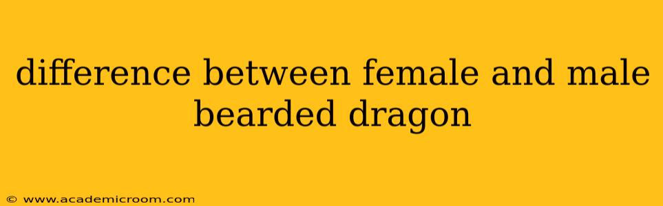 difference between female and male bearded dragon