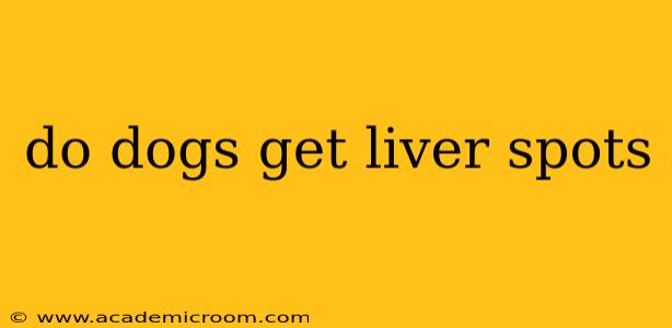 do dogs get liver spots