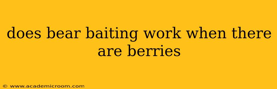 does bear baiting work when there are berries