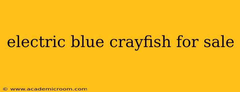 electric blue crayfish for sale