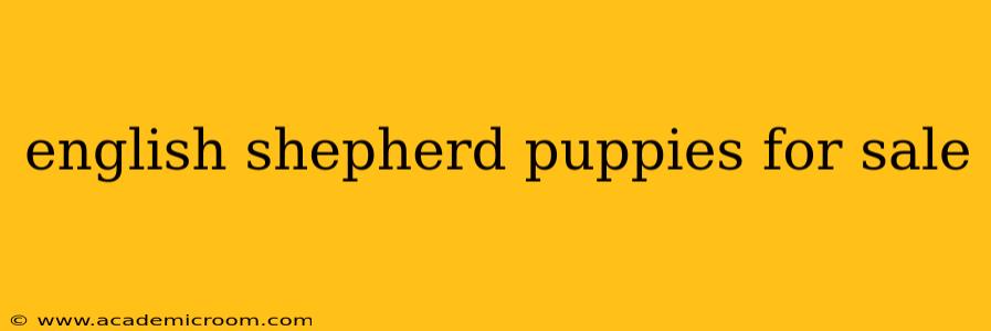 english shepherd puppies for sale