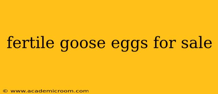 fertile goose eggs for sale