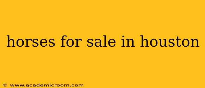 horses for sale in houston