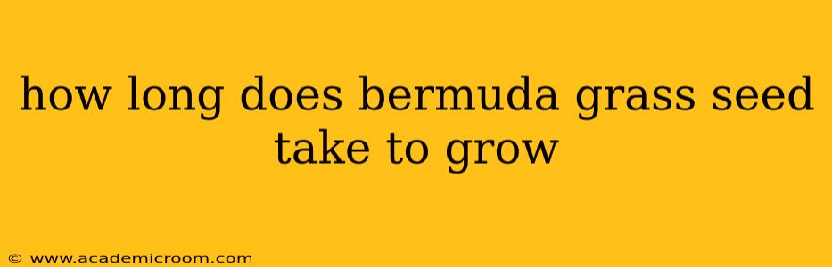 how long does bermuda grass seed take to grow