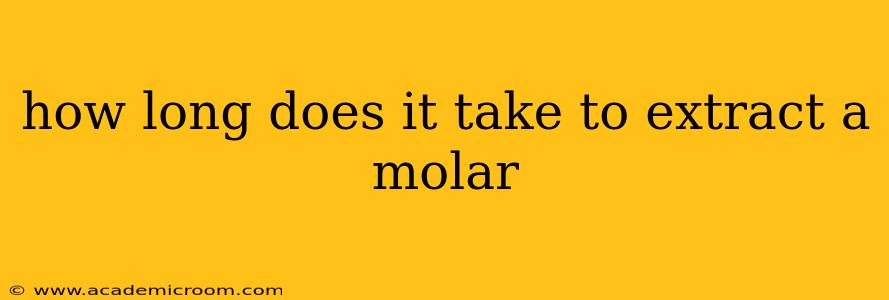 how long does it take to extract a molar