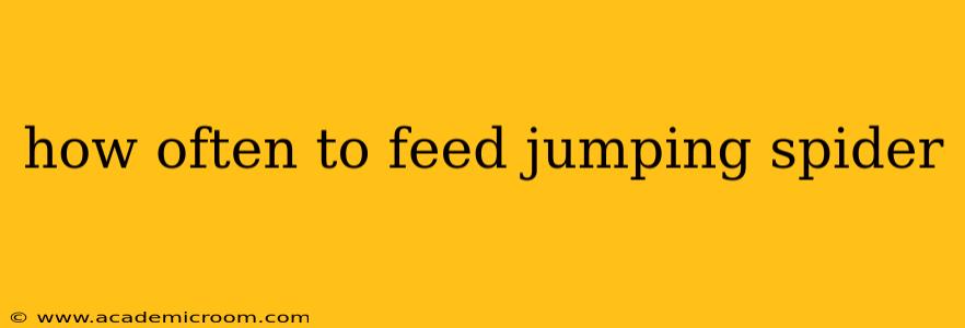 how often to feed jumping spider
