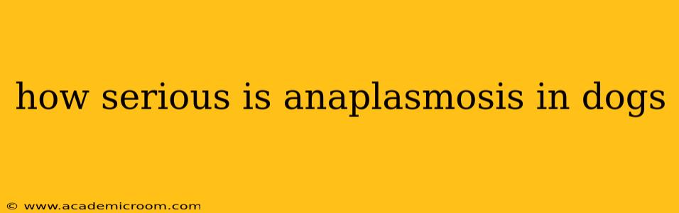 how serious is anaplasmosis in dogs