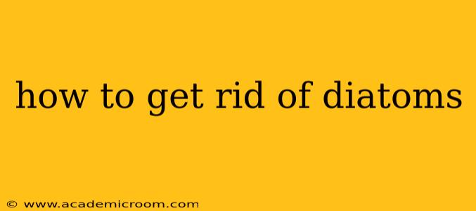 how to get rid of diatoms