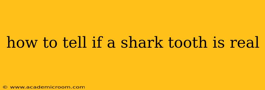 how to tell if a shark tooth is real