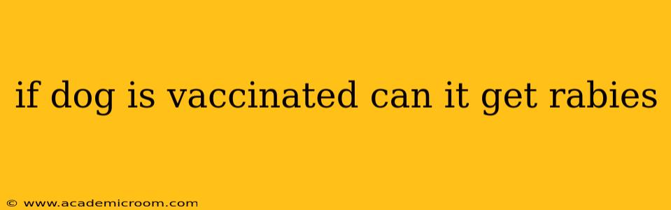 if dog is vaccinated can it get rabies