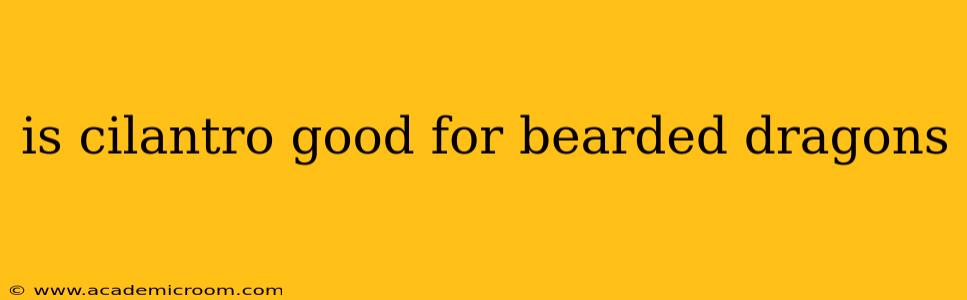 is cilantro good for bearded dragons