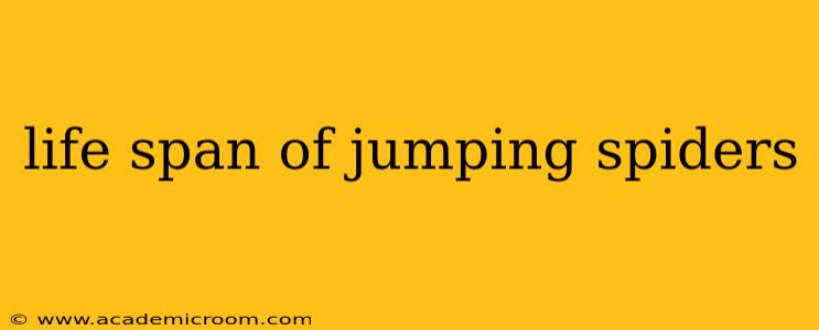 life span of jumping spiders