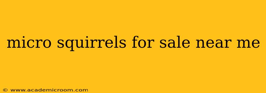 micro squirrels for sale near me