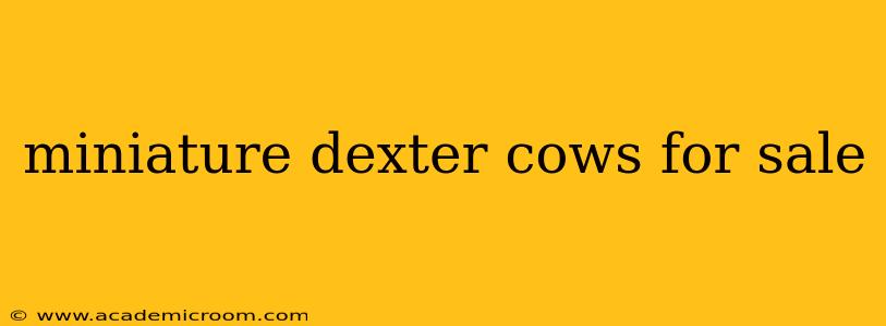 miniature dexter cows for sale