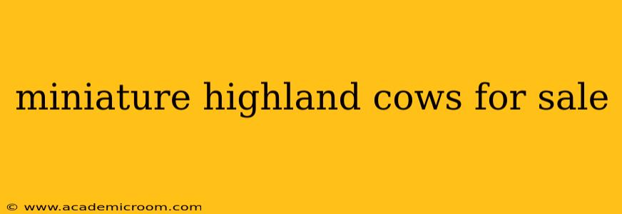 miniature highland cows for sale