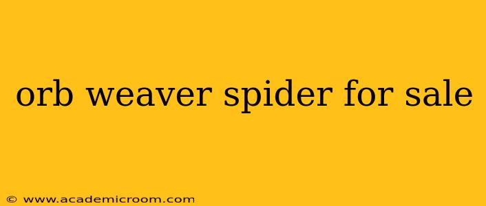 orb weaver spider for sale