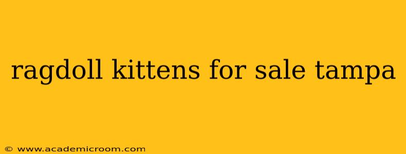 ragdoll kittens for sale tampa