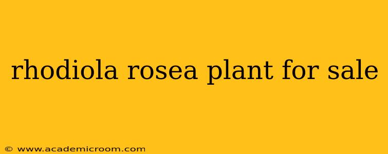 rhodiola rosea plant for sale