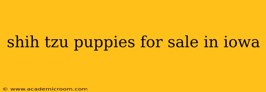 shih tzu puppies for sale in iowa