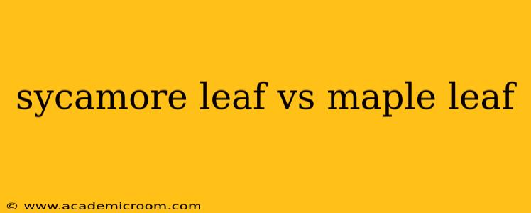 sycamore leaf vs maple leaf