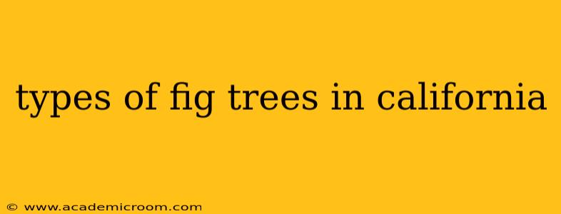 types of fig trees in california