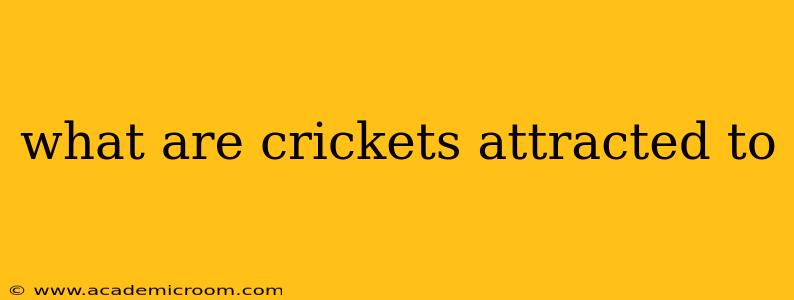 what are crickets attracted to