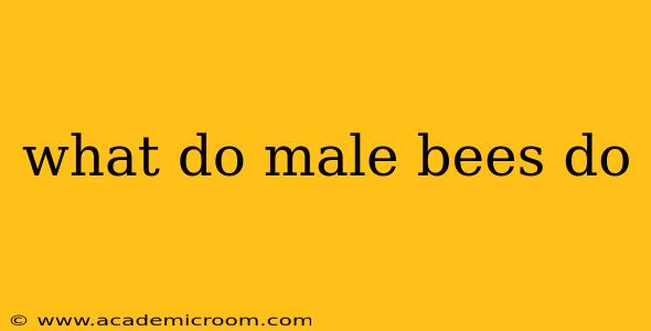 what do male bees do