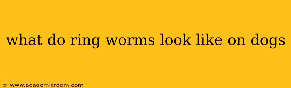 what do ring worms look like on dogs