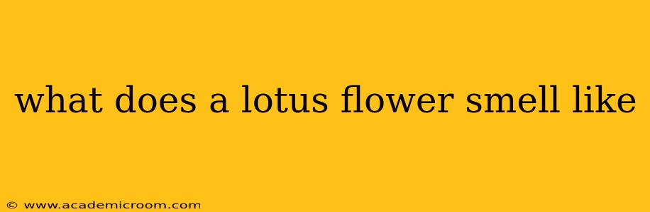 what does a lotus flower smell like