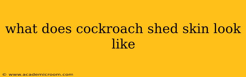 what does cockroach shed skin look like