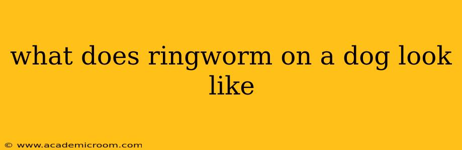 what does ringworm on a dog look like