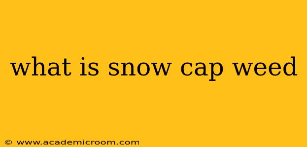 what is snow cap weed