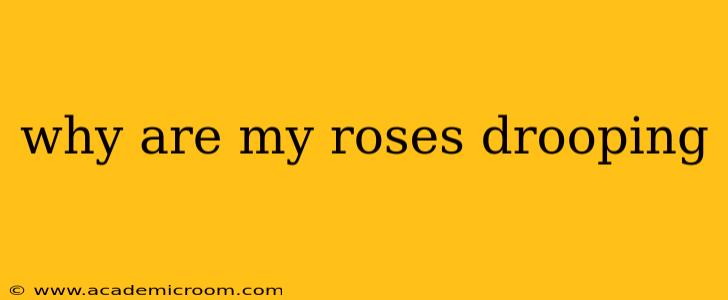 why are my roses drooping
