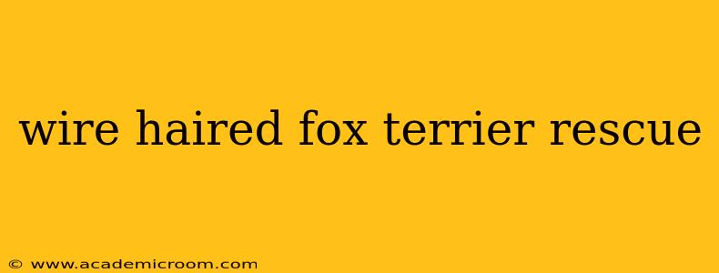 wire haired fox terrier rescue